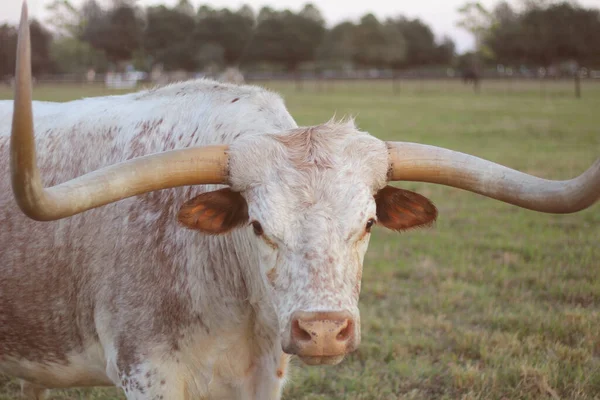 Texas Bovins Longhorn Pâturage Fin Après Midi — Photo