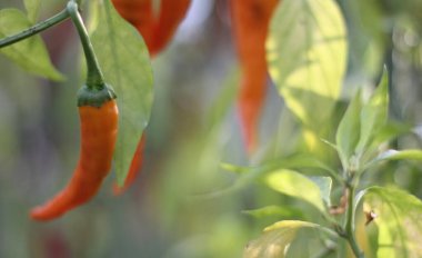 Kore 'den Asya Acı Biberi Sığ DOF