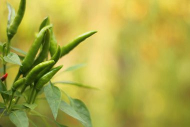 Kore 'den Asya Acı Biberi Sığ DOF