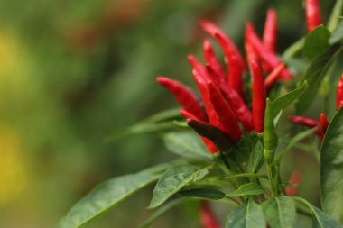 Kore 'den Asya Acı Biberi Sığ DOF