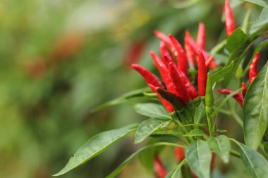 Kore 'den Asya Acı Biberi Sığ DOF