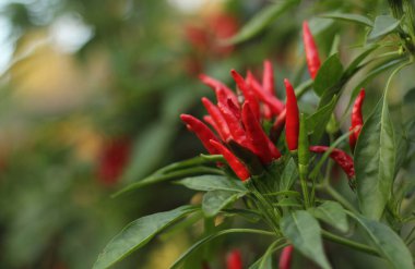 Kore 'den Asya Acı Biberi Sığ DOF