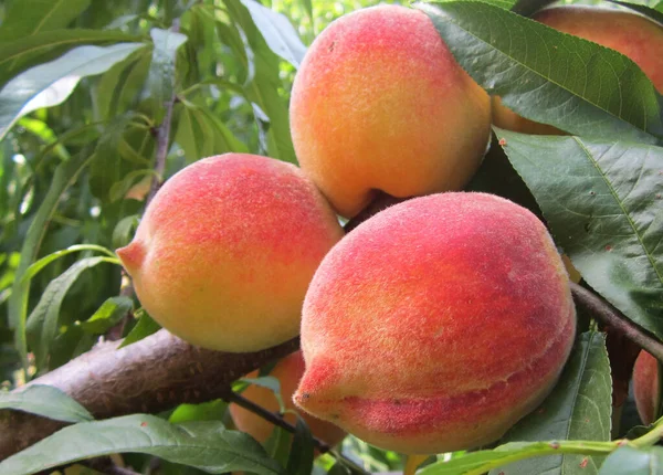 Pfirsichbaum Mit Reifen Früchten Erntereif — Stockfoto