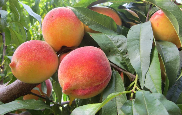 Pfirsichbaum Mit Reifen Früchten Erntereif — Stockfoto