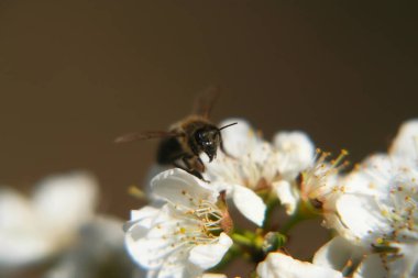 Armut Ağacı Çiçek ve Arı