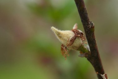 Meyveli Şeftali Ağacı Şekillenmeye Başlıyor