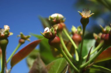 Bahar çiçekleriyle Armut Ağacı