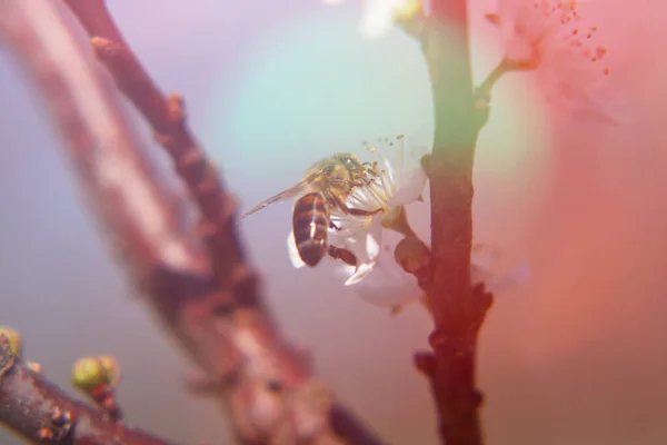 Αχλάδι Άνθη Και Μέλισσα — Φωτογραφία Αρχείου