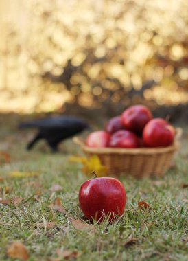 Sonbaharda dışarıda bir sepet kırmızı elma ve karga.