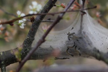 Erik Ağacı Solucan İstilası, Sığ DOF