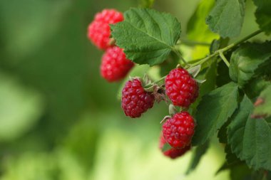Organik Bahçede Ahududu yetişiyor