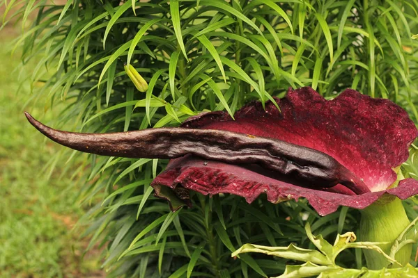 Dragon Arum Dracunculus Vulgaris Oder Drachenlilie — Stockfoto