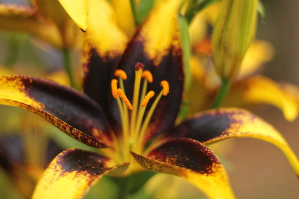 Černá Zlatá Lily Lilium Lví Srdce Mělké Dof — Stock fotografie