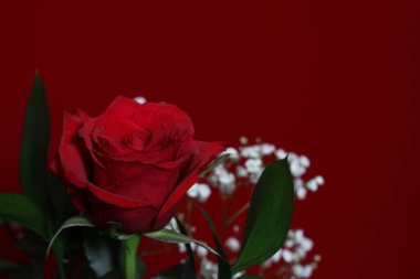 Kırmızı Gül Kırmızı Kadife Arkaplanda