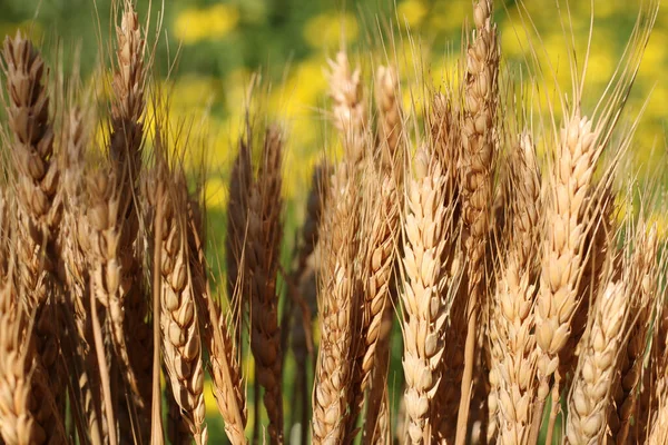 Száraz búza Stalks Homályos sárga Canola Field a háttérben — Stock Fotó