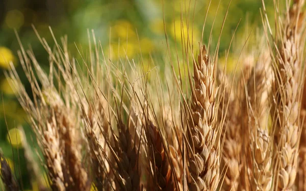 Сухие пшеничные стебли с размытым желтым канолой на заднем плане — стоковое фото
