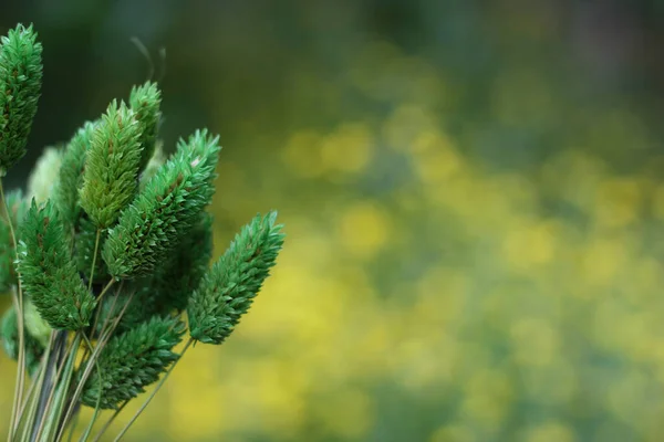 Torkade blommor med suddiga gula blommor i bakgrunden — Stockfoto