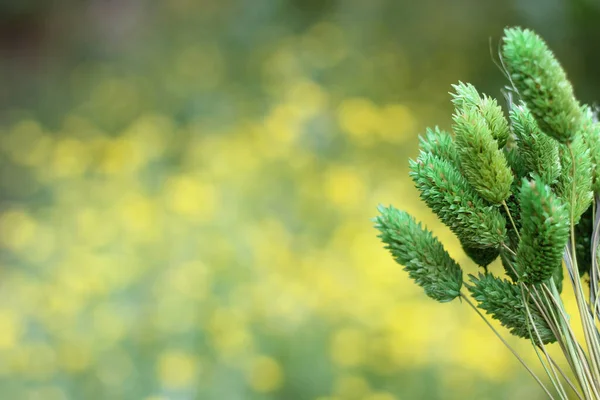 Torkade blommor med suddiga gula blommor i bakgrunden — Stockfoto