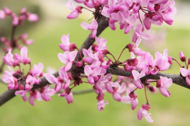 Teksas Kızıltomurcuk Ağacı Cercis Kanadensis Sığ DOF