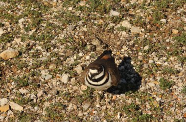 Killdeer Kuş Koruması Yumurta Yuvası Kırsal Doğu Teksas 'ta