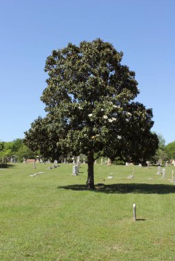 Tyler Texas 'ta Büyük Manolya Ağacı ile Tarihi Oakwood Mezarlığı