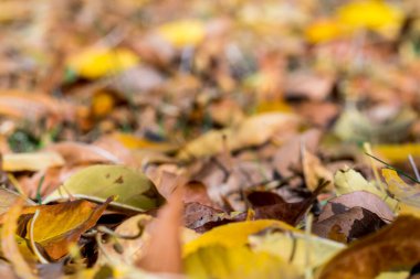 Sonbaharda orman zemininde renkli kuru ağaç yaprakları. arkaplan duvar kağıdı kuru yaprakları