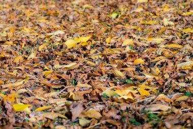 Sonbaharda orman zemininde renkli kuru ağaç yaprakları. arkaplan duvar kağıdı kuru yaprakları