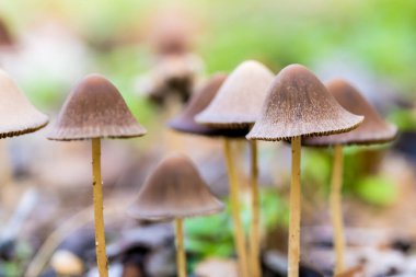 Ormanda sonbaharda ağaçların kuru yaprakları arasında yetişen çeşitli mantarların dokusu veya arka planı