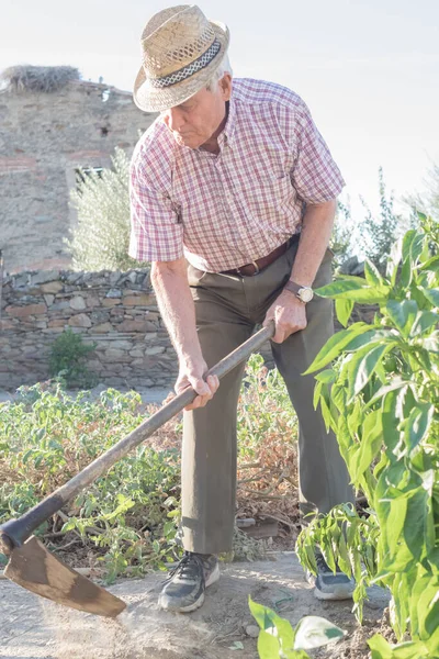 older man wearing a hat to protect himself from the sun digging in his village garden preparing the land for harvest with a traditional tool in his hands.