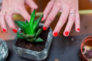 Bir kaktüsü (haworthla fasciata) nakleden genç bir kadının ellerine yakın çekim. Bahçe işleri ve bitki bakımı konsepti