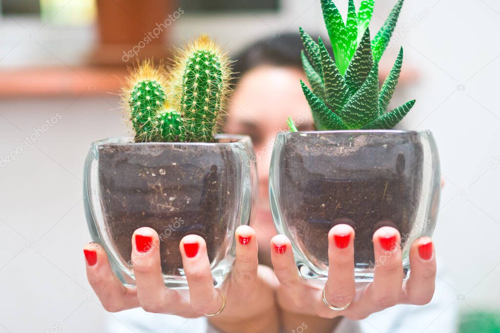 closeup of cute mini cactus pots held by the hands of a smiling young woman in the background. selective focus. concept gardening and decoration with plants