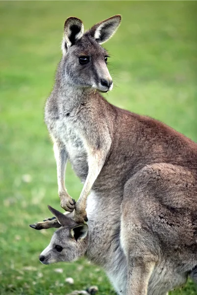 Eastern grey kangaroo with joey — Stock Photo, Image