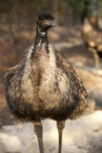 Emu um pássaro australiano — Fotografia de Stock