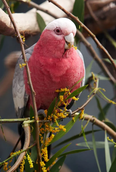 Galah feeding on wattle flowers — Stock Photo, Image