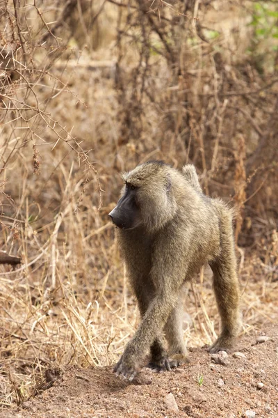 Olive Baboon — Stock Photo, Image