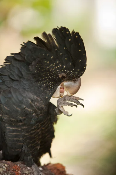 Red tailed black cockatoo utfodring — Stockfoto