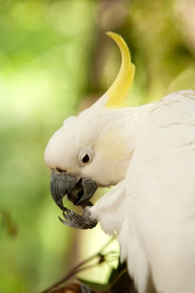 Cacatua-de-enxofre — Fotografia de Stock