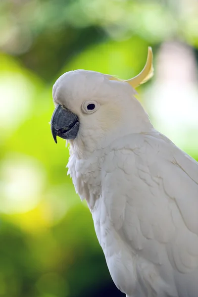 Cacatúa crestada de azufre Fotos De Stock Sin Royalties Gratis