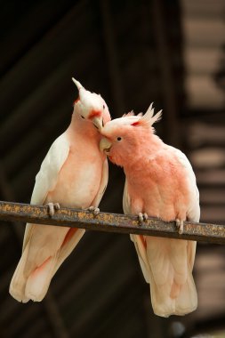 büyük Mitchell'in cockatoos