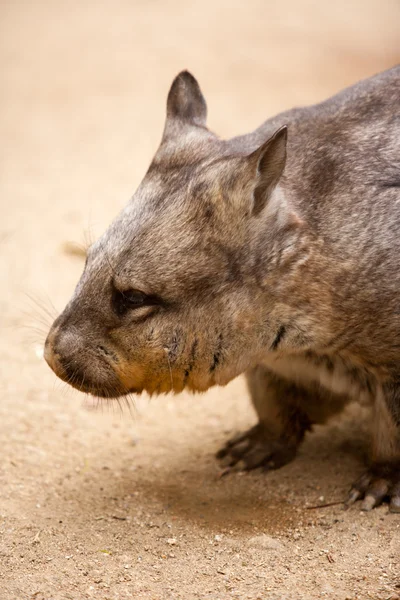 Peludo nariz wombat — Foto de Stock