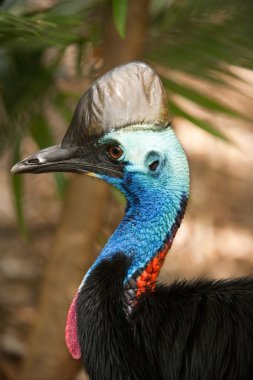 Cassowary