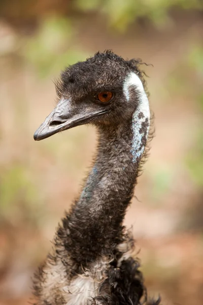 Emu um pássaro australiano — Fotografia de Stock