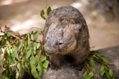 Wombat bir Avustralya keseli hayvanı