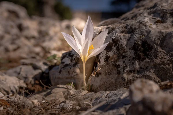 Bir Krokus Çiçeğine Yaklaş Yan Görünüm — Stok fotoğraf