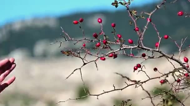 High Definition Video Shows Hand Picking Rosa Canina Seeds Nice — Stock Video