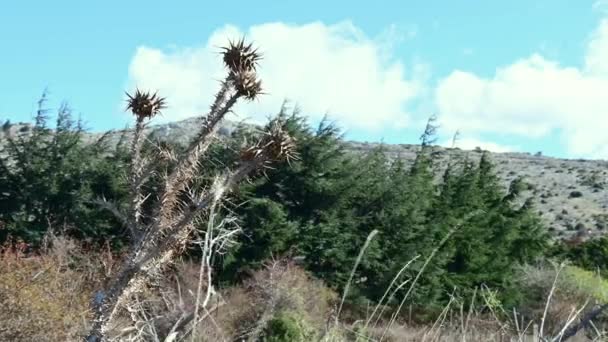 Una Grande Spina Scossa Dal Forte Vento Una Foresta Con — Video Stock