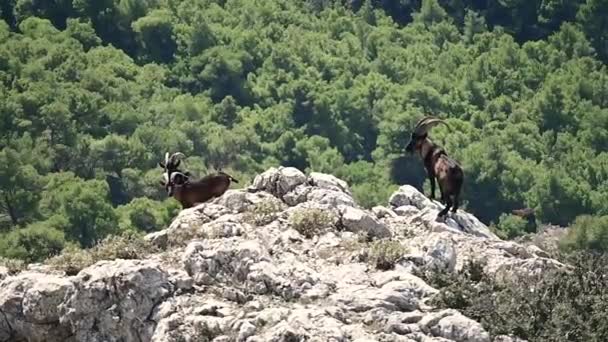 Kretische Wildziegen Capra Aegagrus Cretica Auf Einem Felsen Einem Wald — Stockvideo