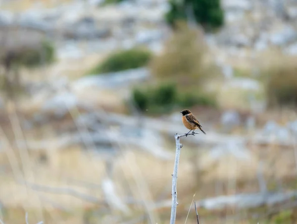 Primer Plano Pájaro Stonechat Africano Saxicola Torquatus Una Ramita Concepto —  Fotos de Stock