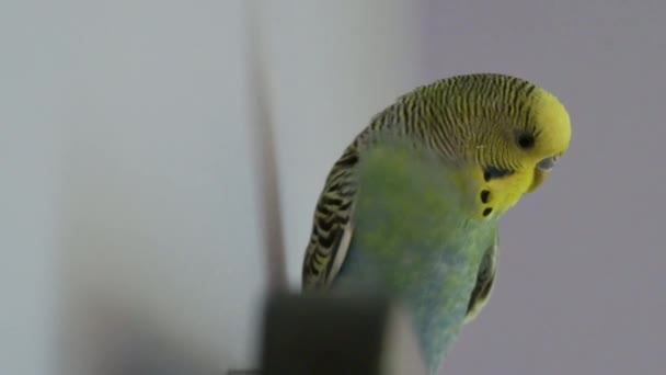 Hellblauer Und Gelber Wellensittich Aus Nächster Nähe — Stockvideo