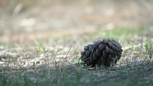 Sebuah Kerucut Pinus Yang Telah Jatuh Tanah Diguncang Oleh Angin — Stok Video